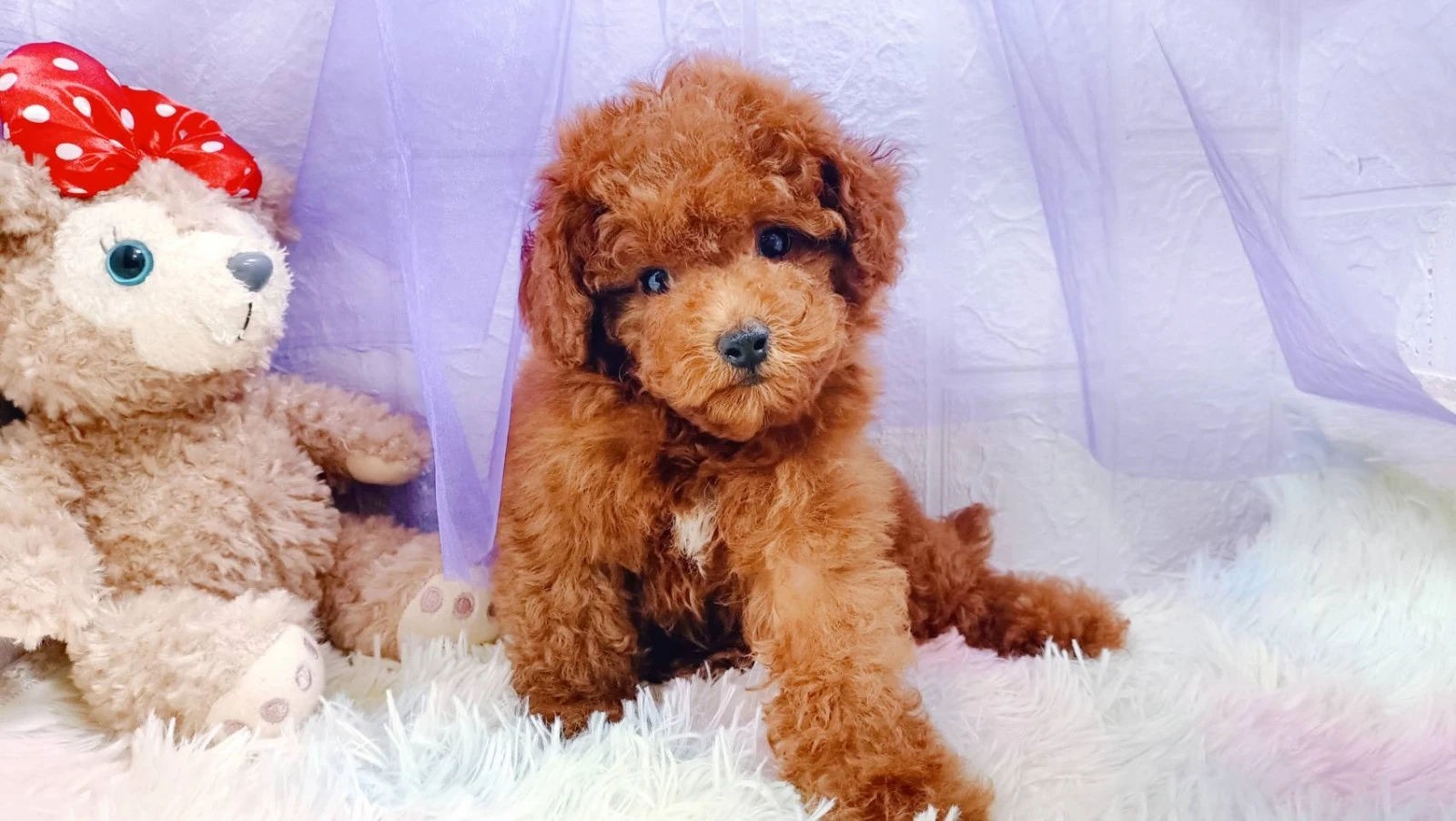紅貴賓犬