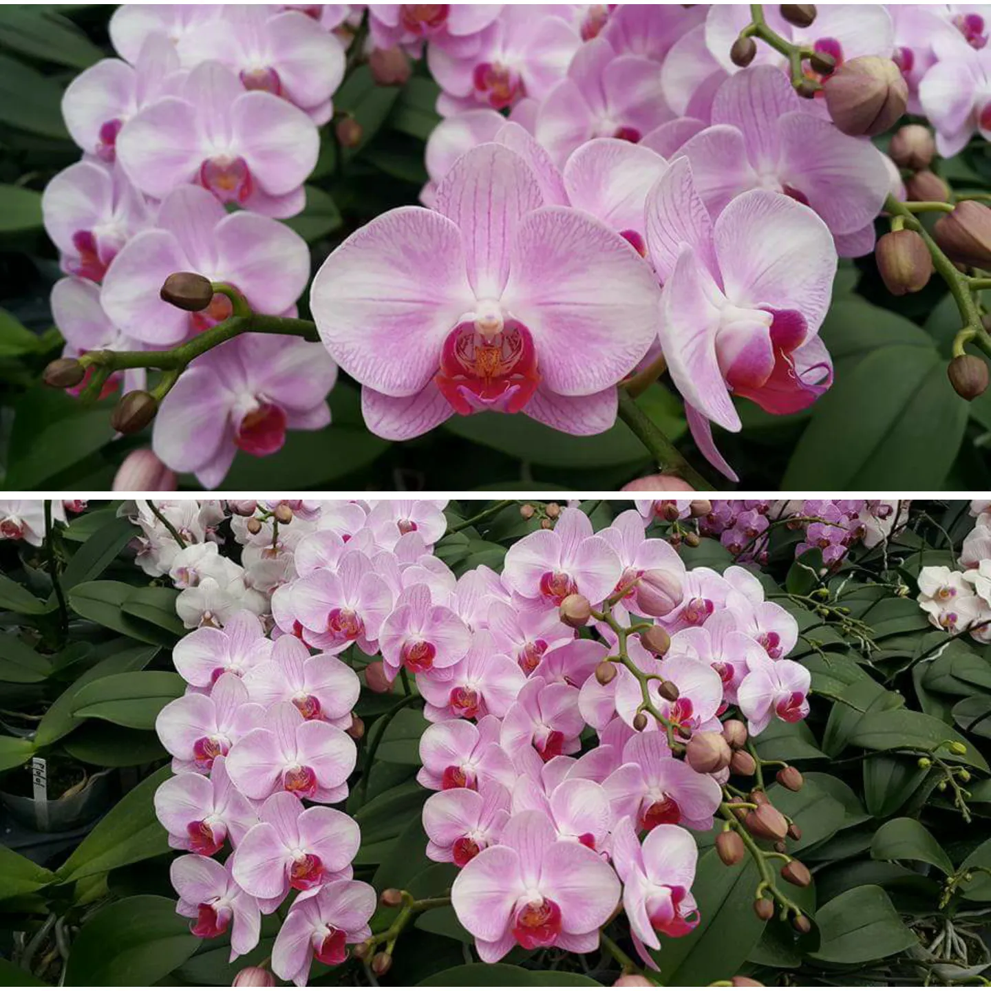 How often do phalaenopsis bloom? How can I get them to bloom again?