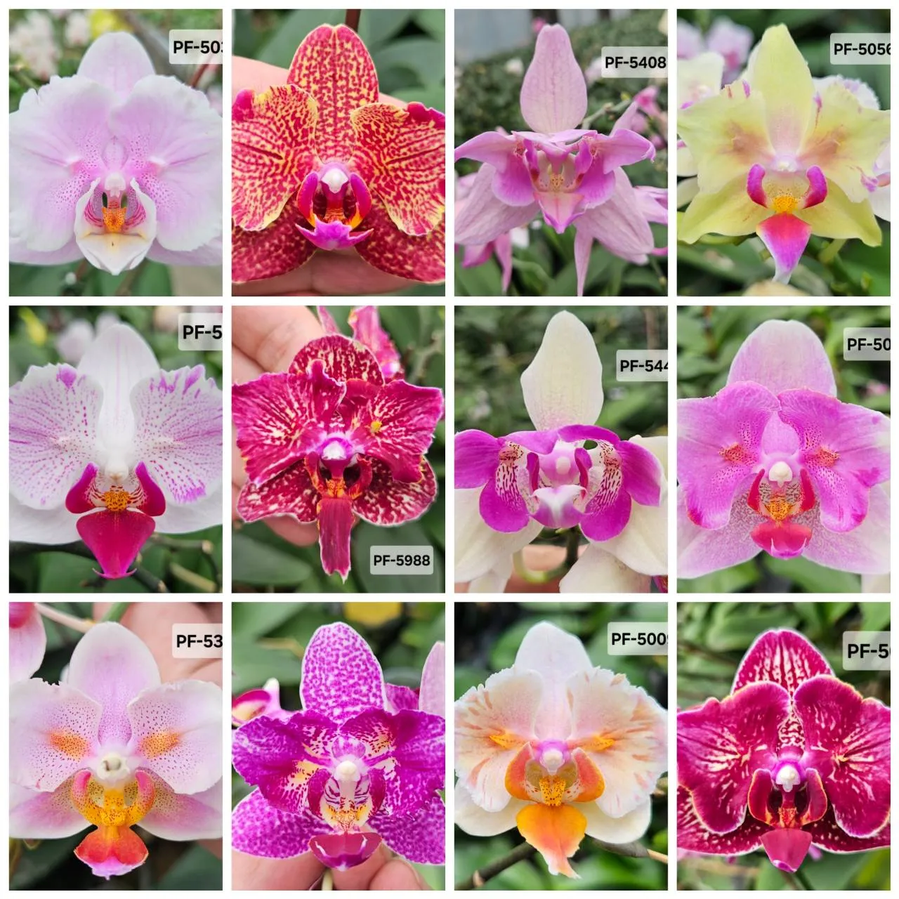 What are the advantages of orchids from Taiwan?