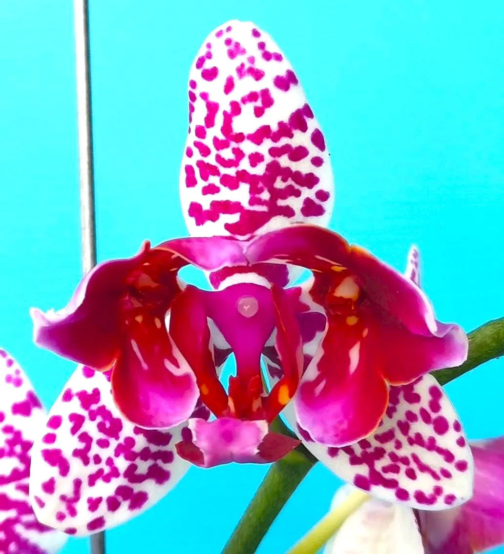 Profar Purple Spider