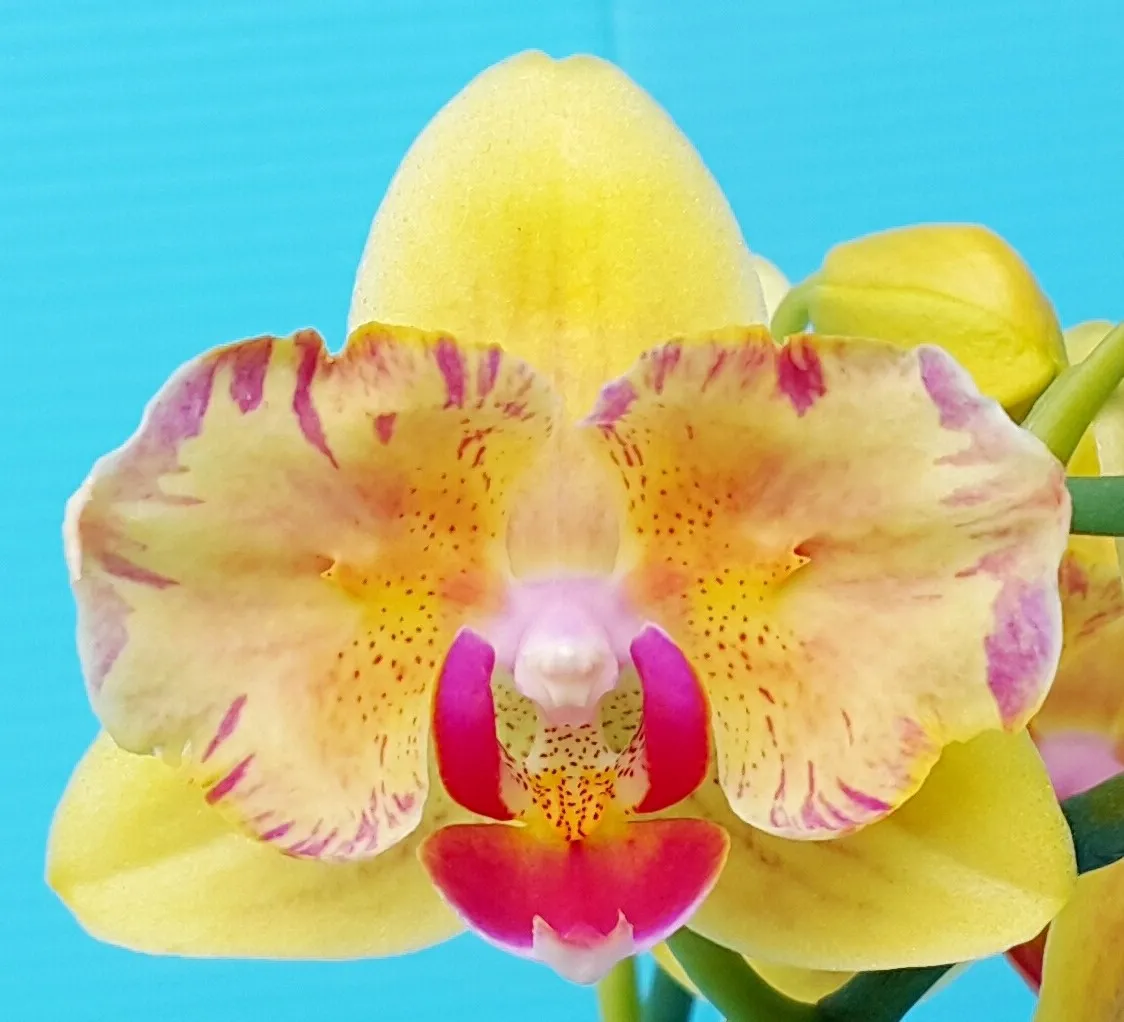 P. Pongbo Mango 'Profar Peloric'