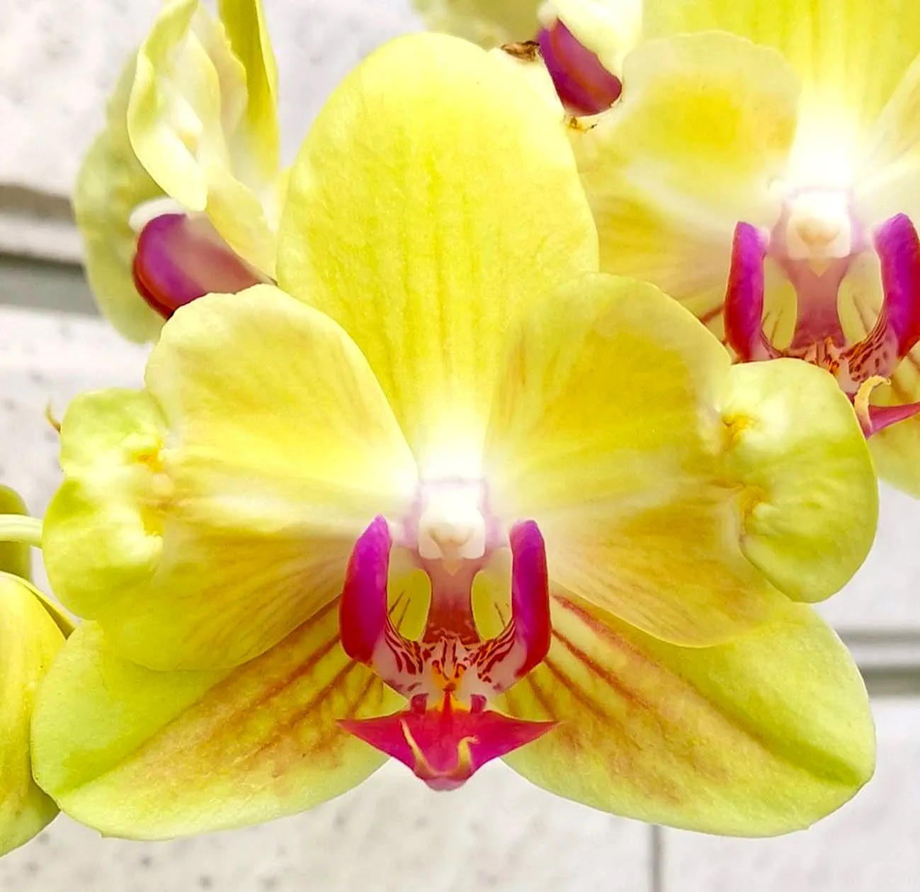 Profar Yellow Spring