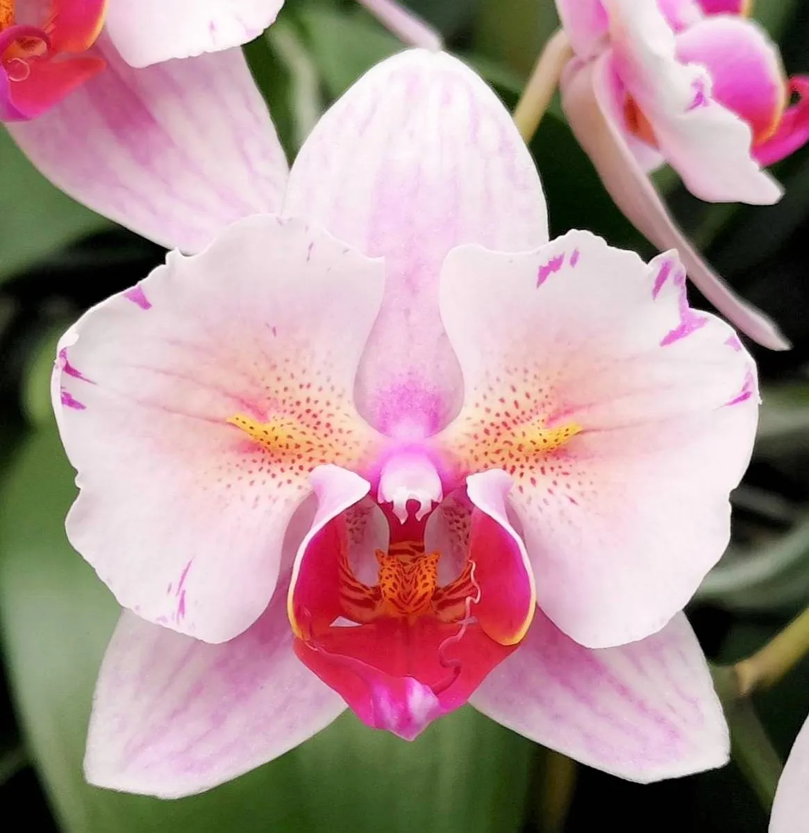Profar Cherry Blossom
