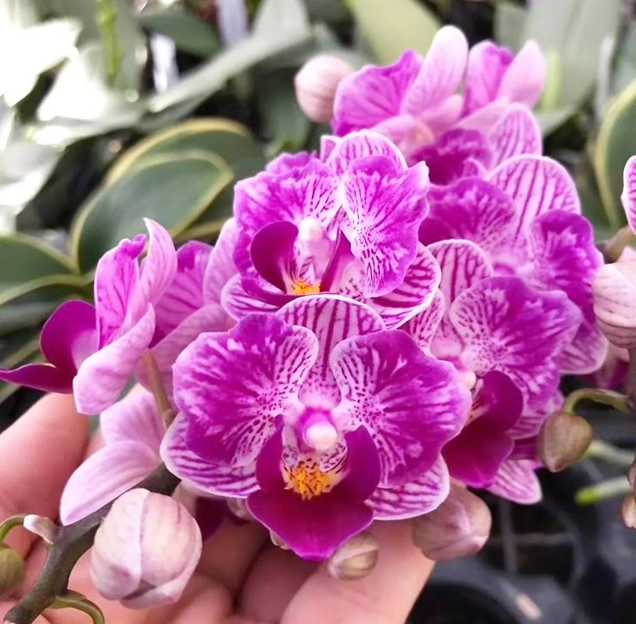 Sogo Vivien 'Variegated'