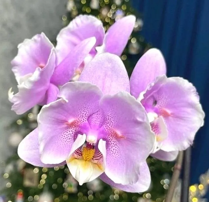 Profar Pink Fairy