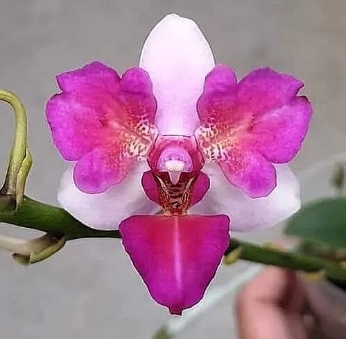 Liu's Berry Trinity 'Peloric'