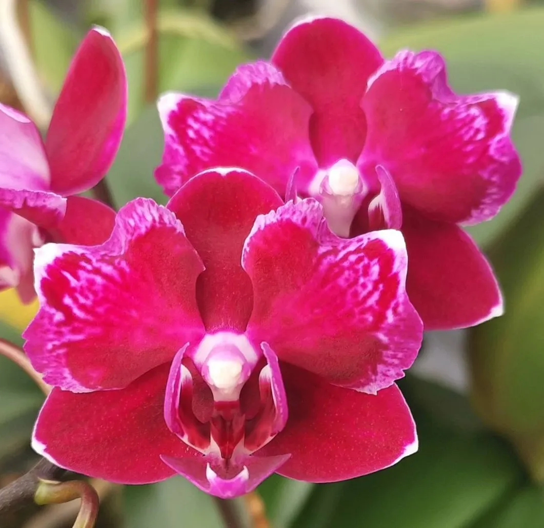 Profar Purple Rose