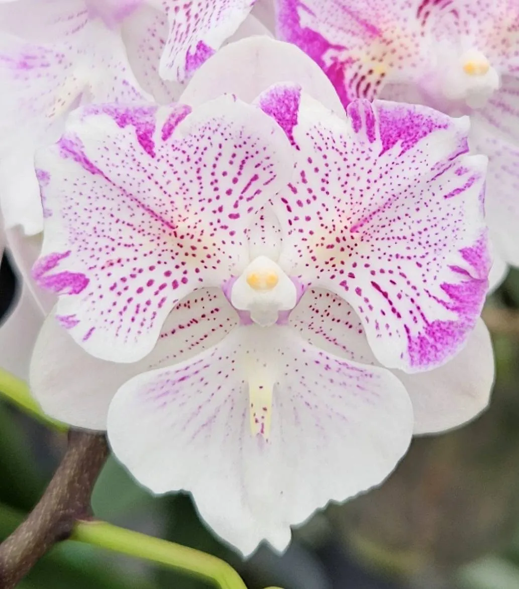 Profar Pink Splash