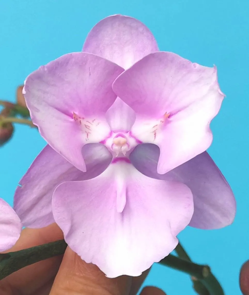 Profar Pink Queen