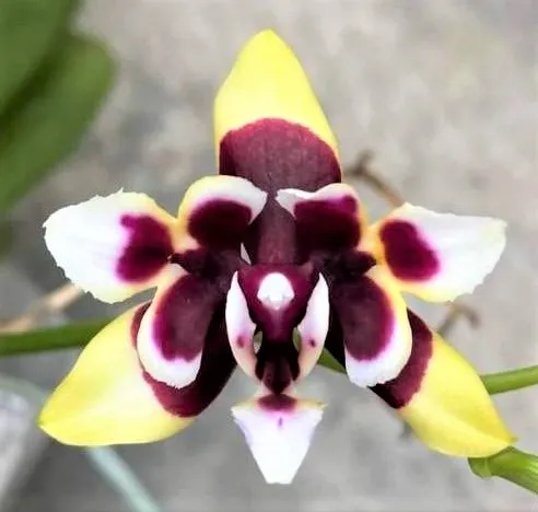 Profar Black Pearl