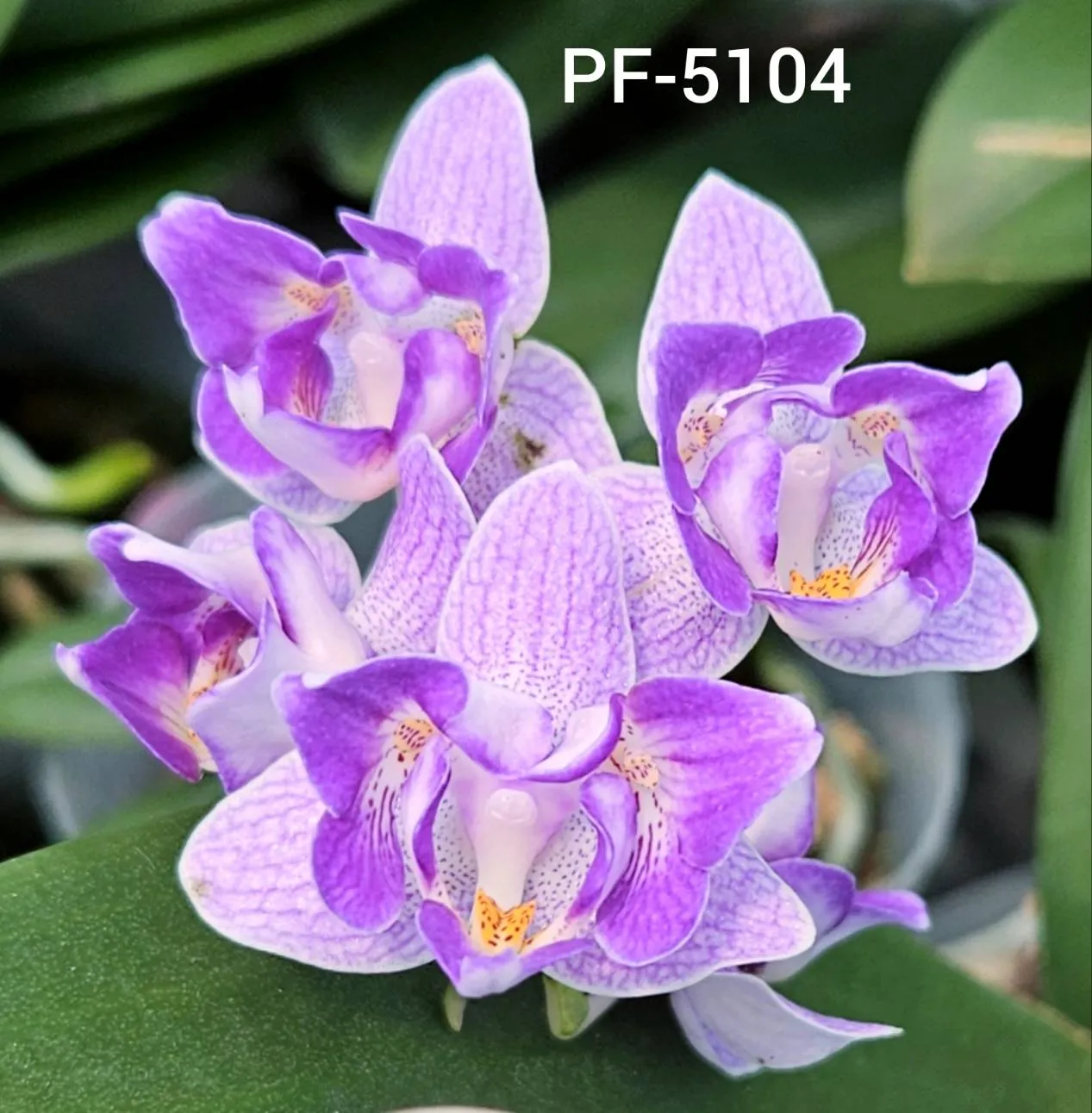 Profar Purple Light