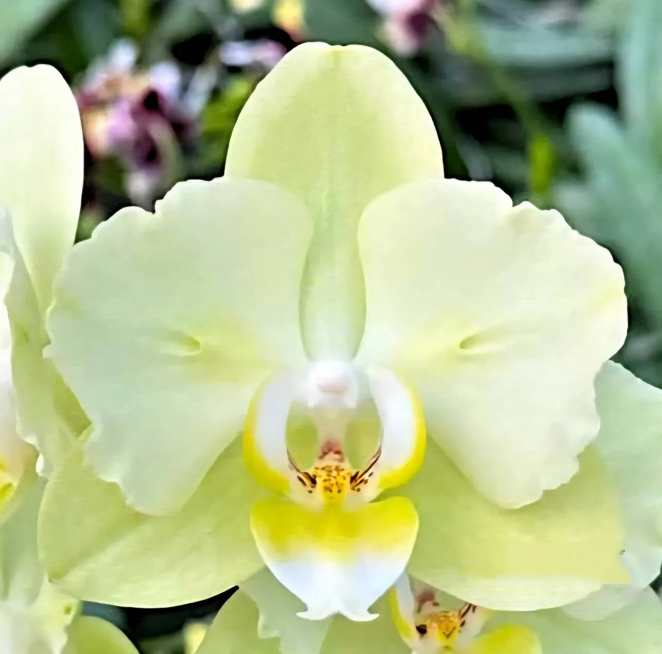 Profar Green Jade