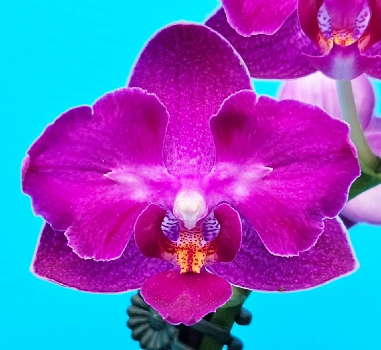 Profar Purple Heart