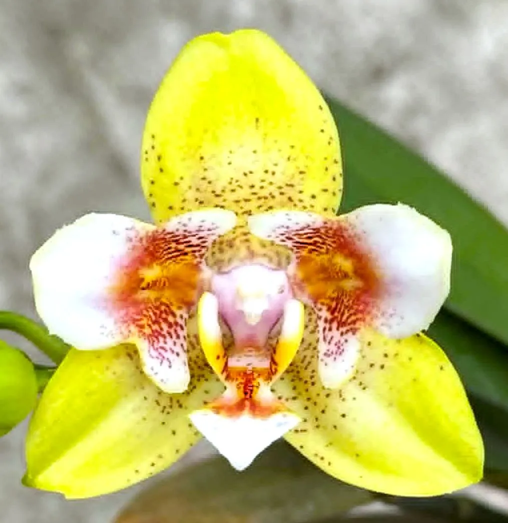 Profar Golden Stars