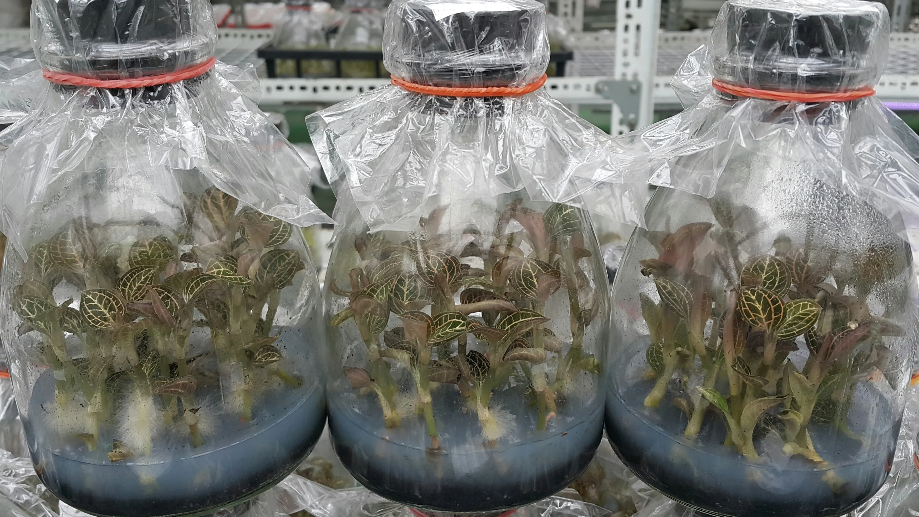 Anoectochilus ( koshunesnsis  x  siamensis  ) 