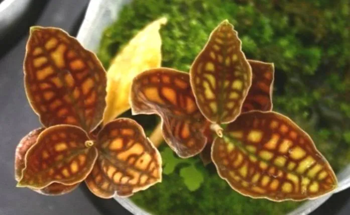 Cystorchis variegata
