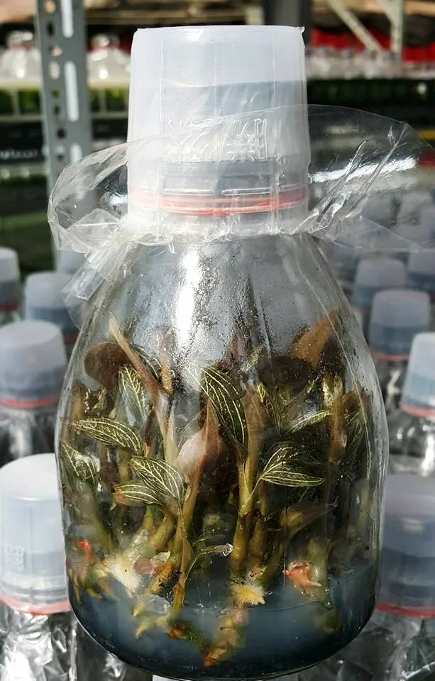 Ludisia discolor