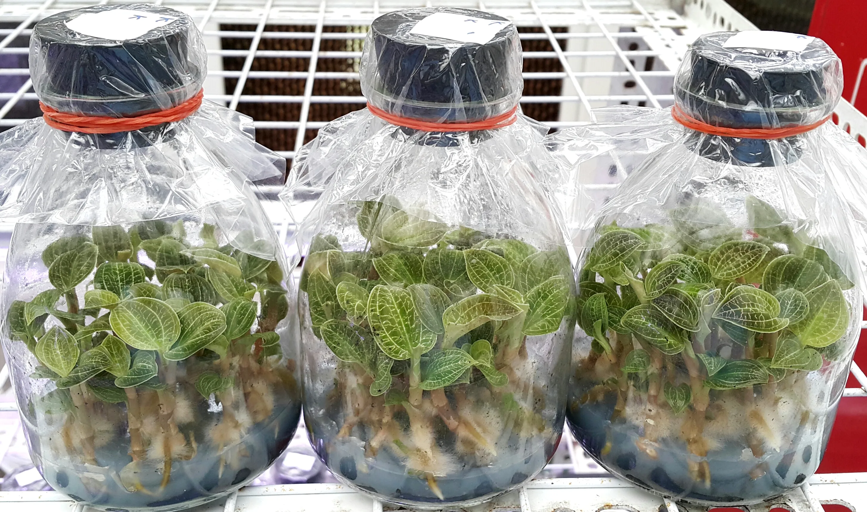 Macodes (sanderiana x petola)