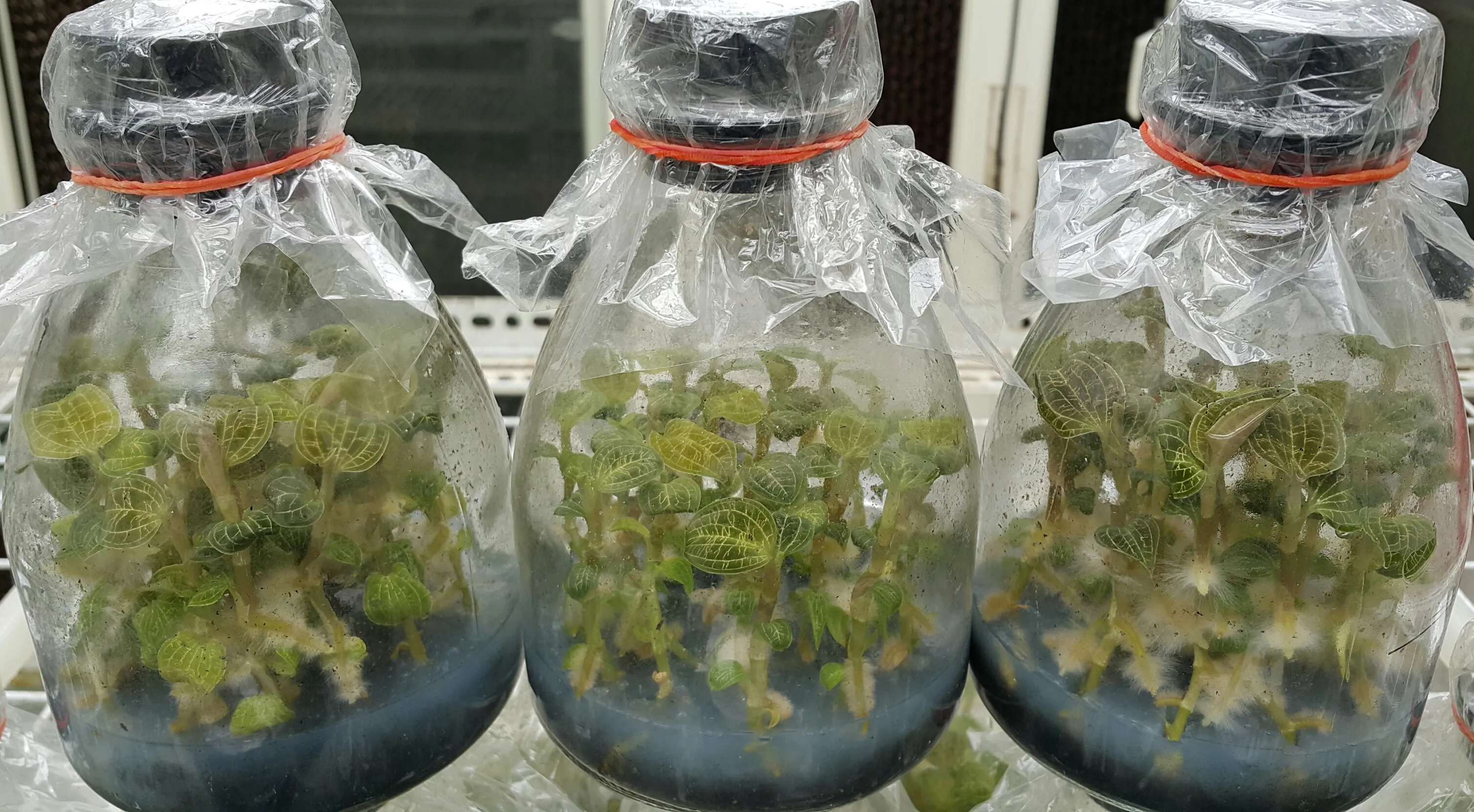 Macodes (petola Thailand x petola Sarawak)