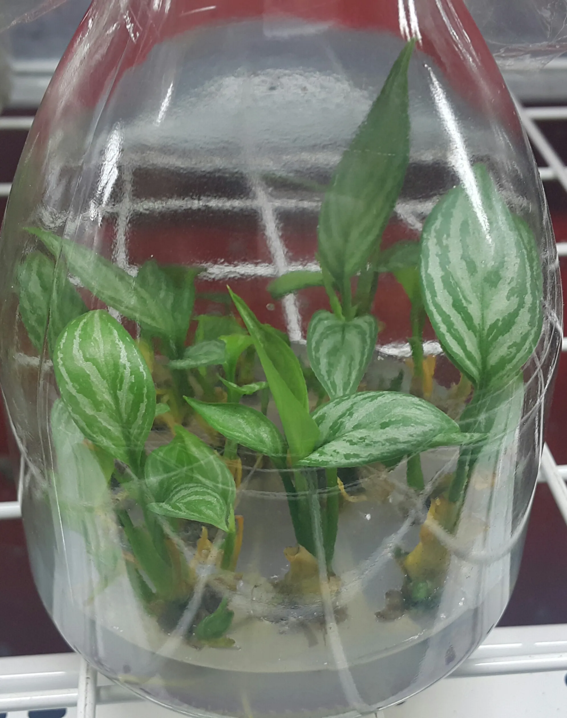 Aglaonema pictum Silver Queen