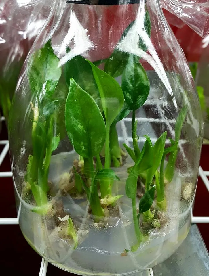 Aglaonema pictum San Remo