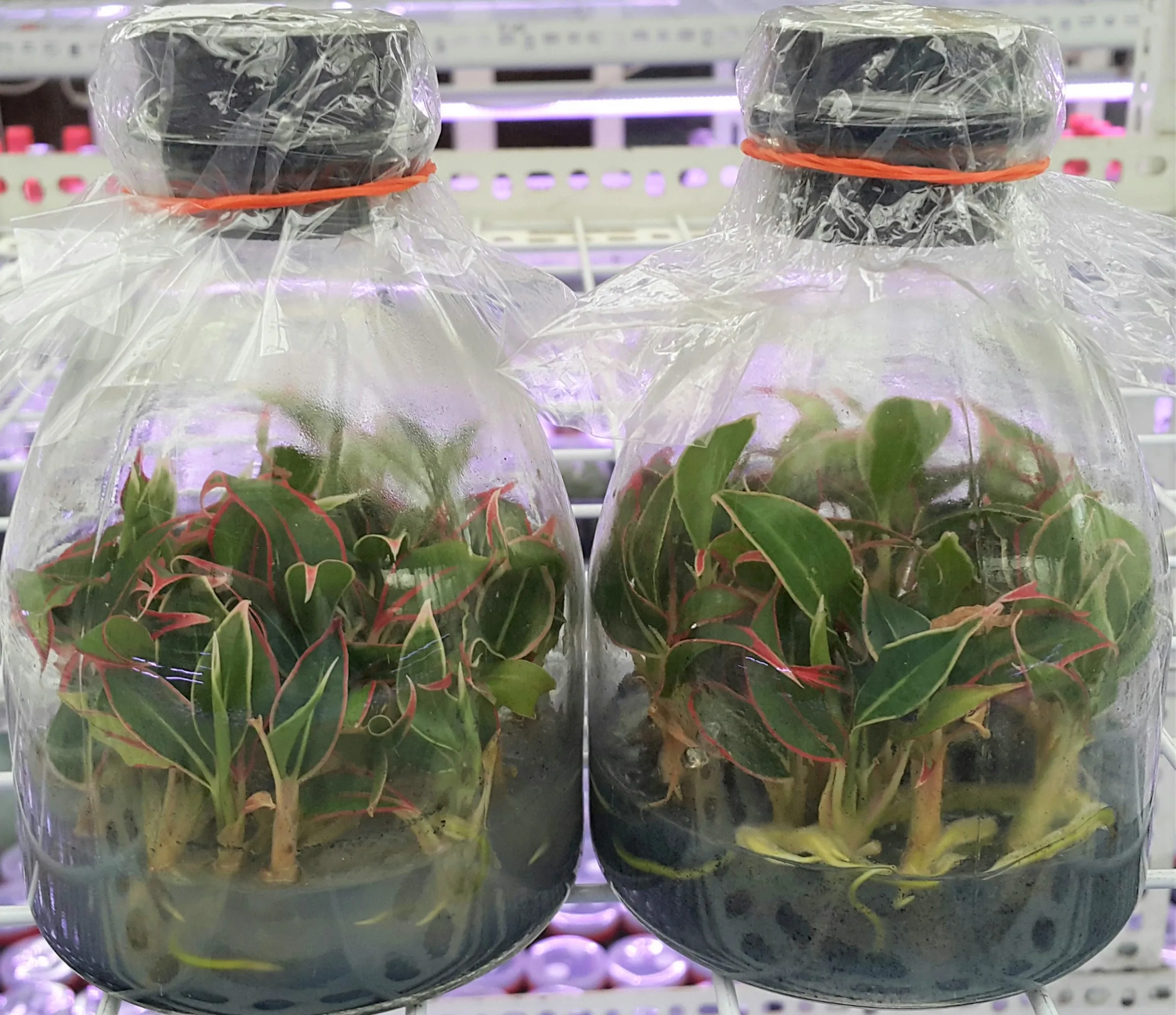 Aglaonema siam aurora