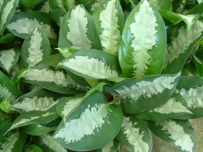 Aglaonema‘Pattaya Beauty ’