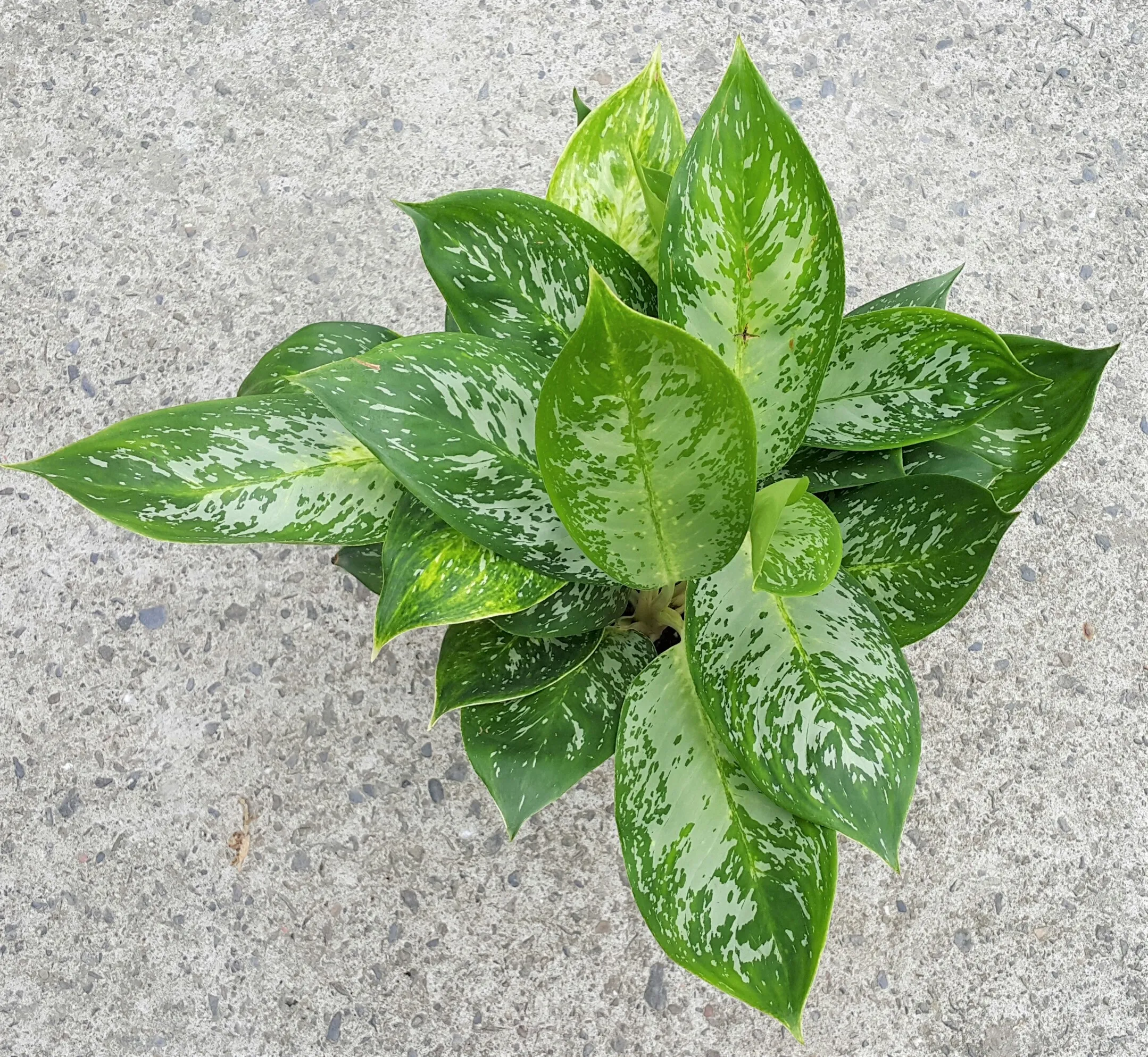 Aglaonema Profar Green Peacock
