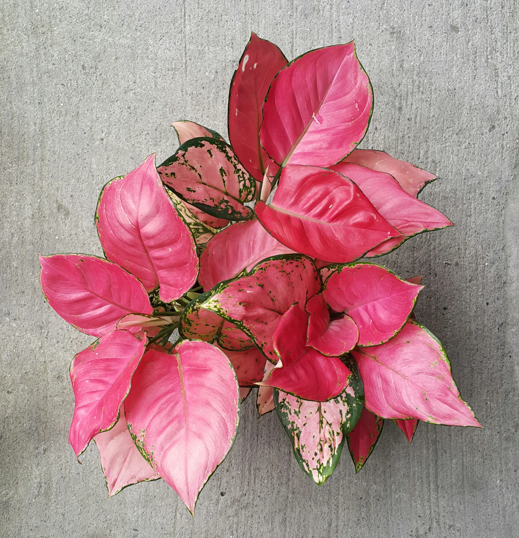 Aglaonema Profar Ruby