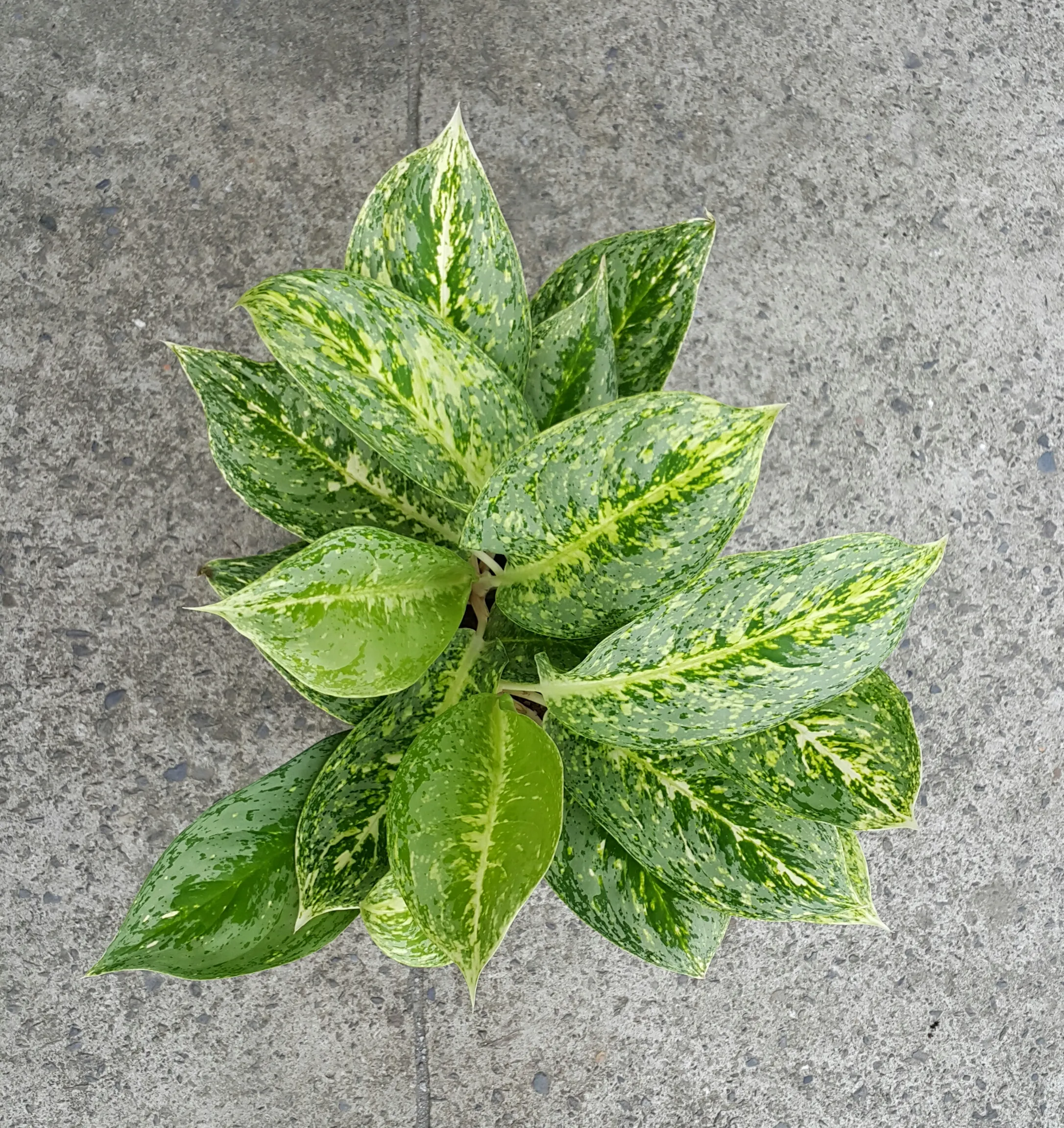 Aglaonema Profar Green Jade