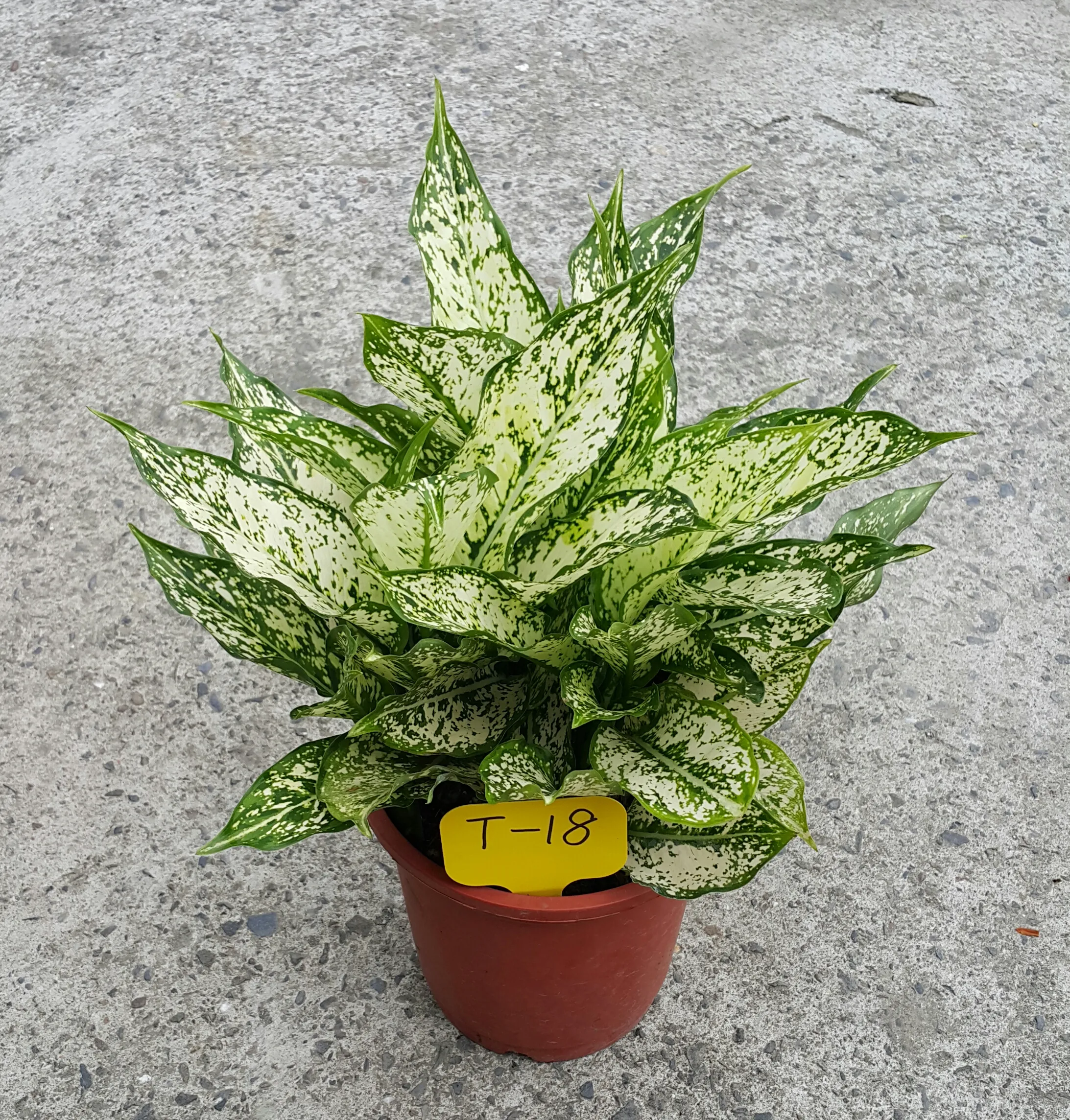 Aglaonema Profar Green Melody