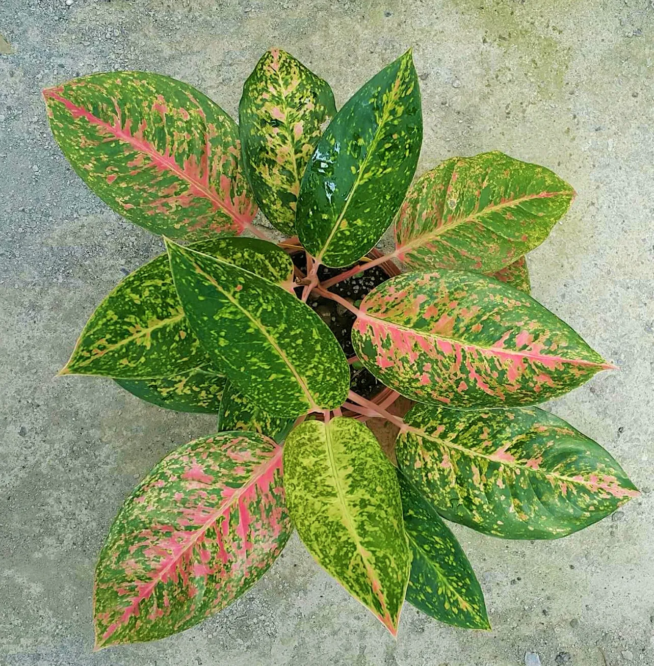 Aglaonema Profar Neon