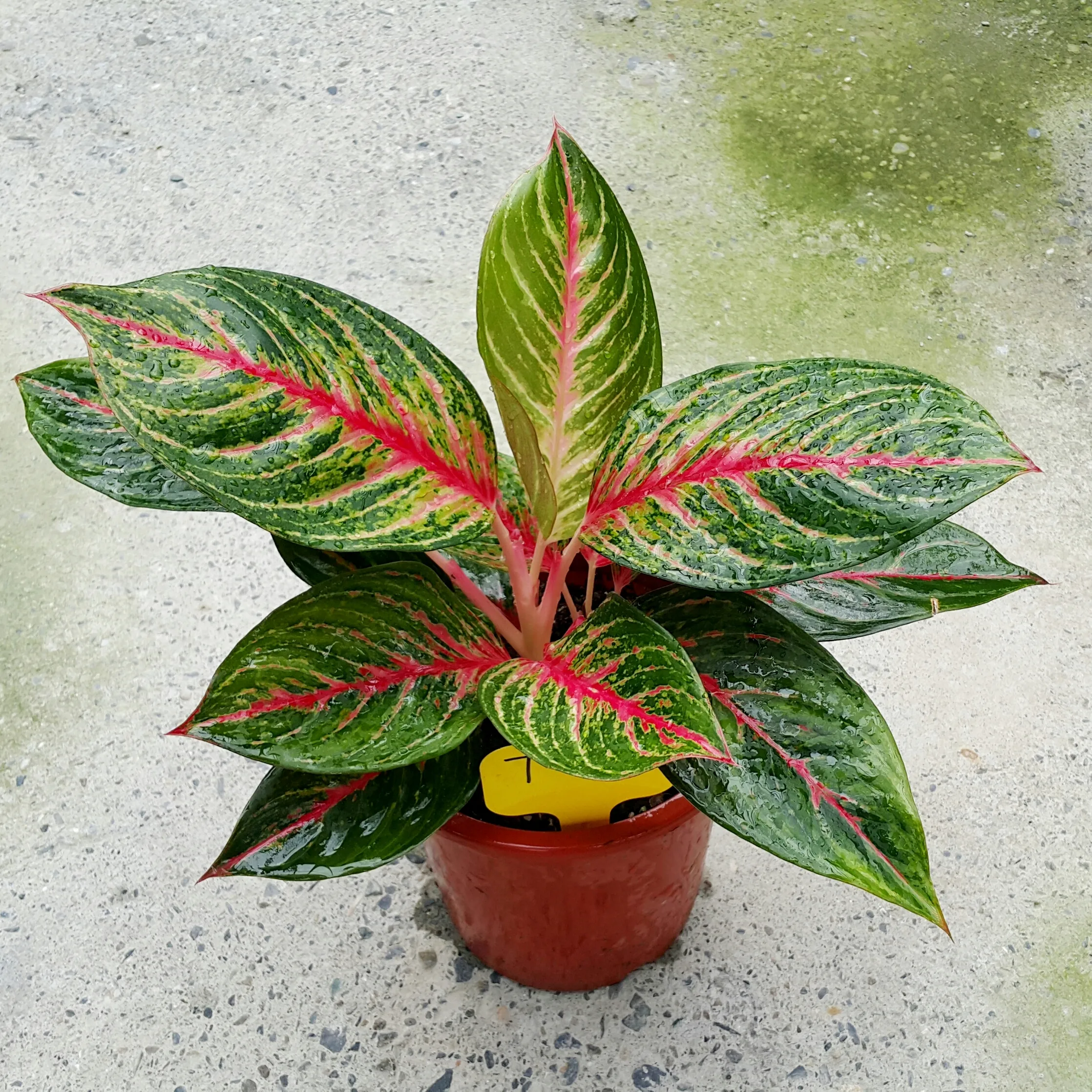 Aglaonema Profar Kaleidoscope