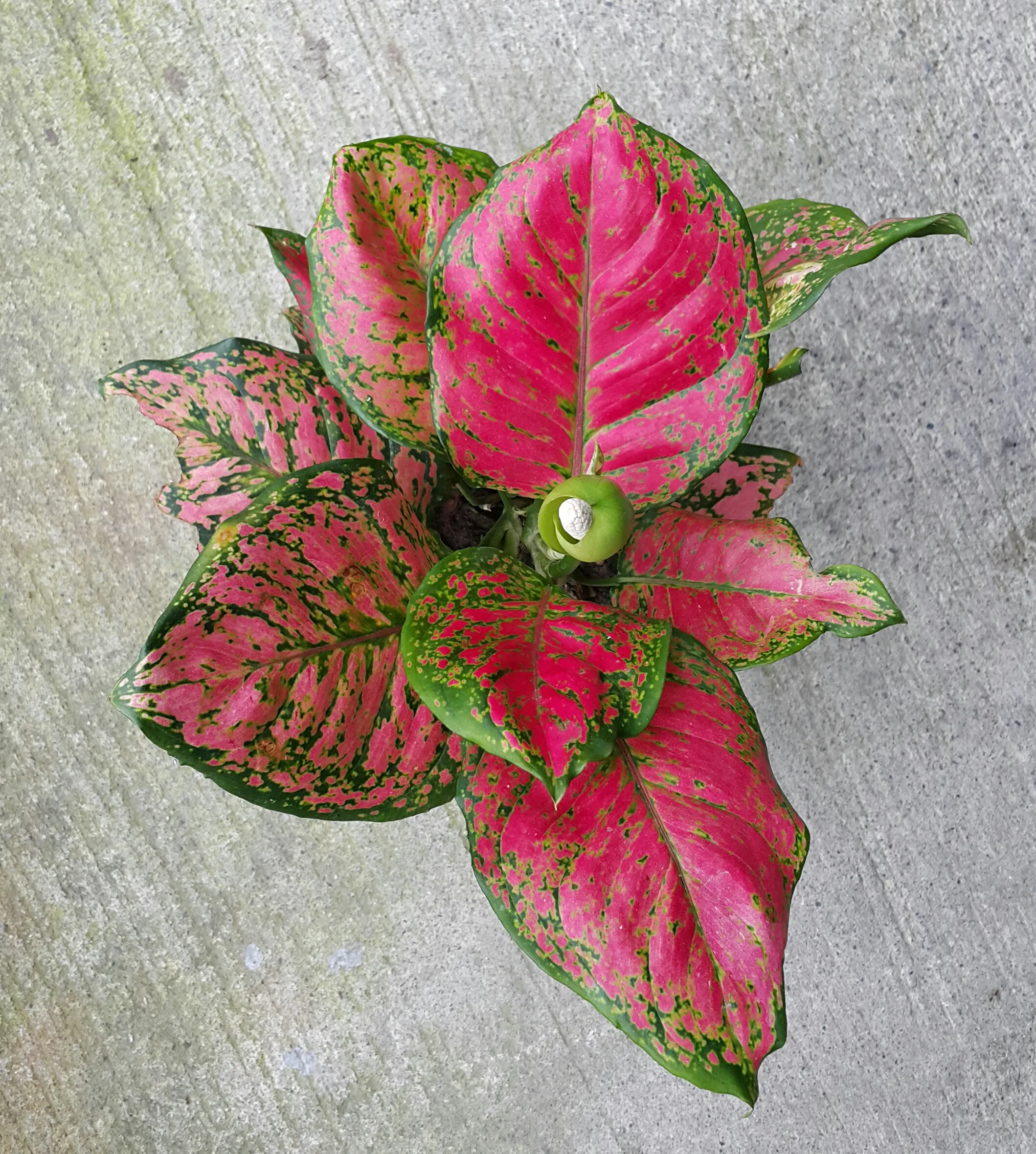 Aglaonema Profar Rainbow