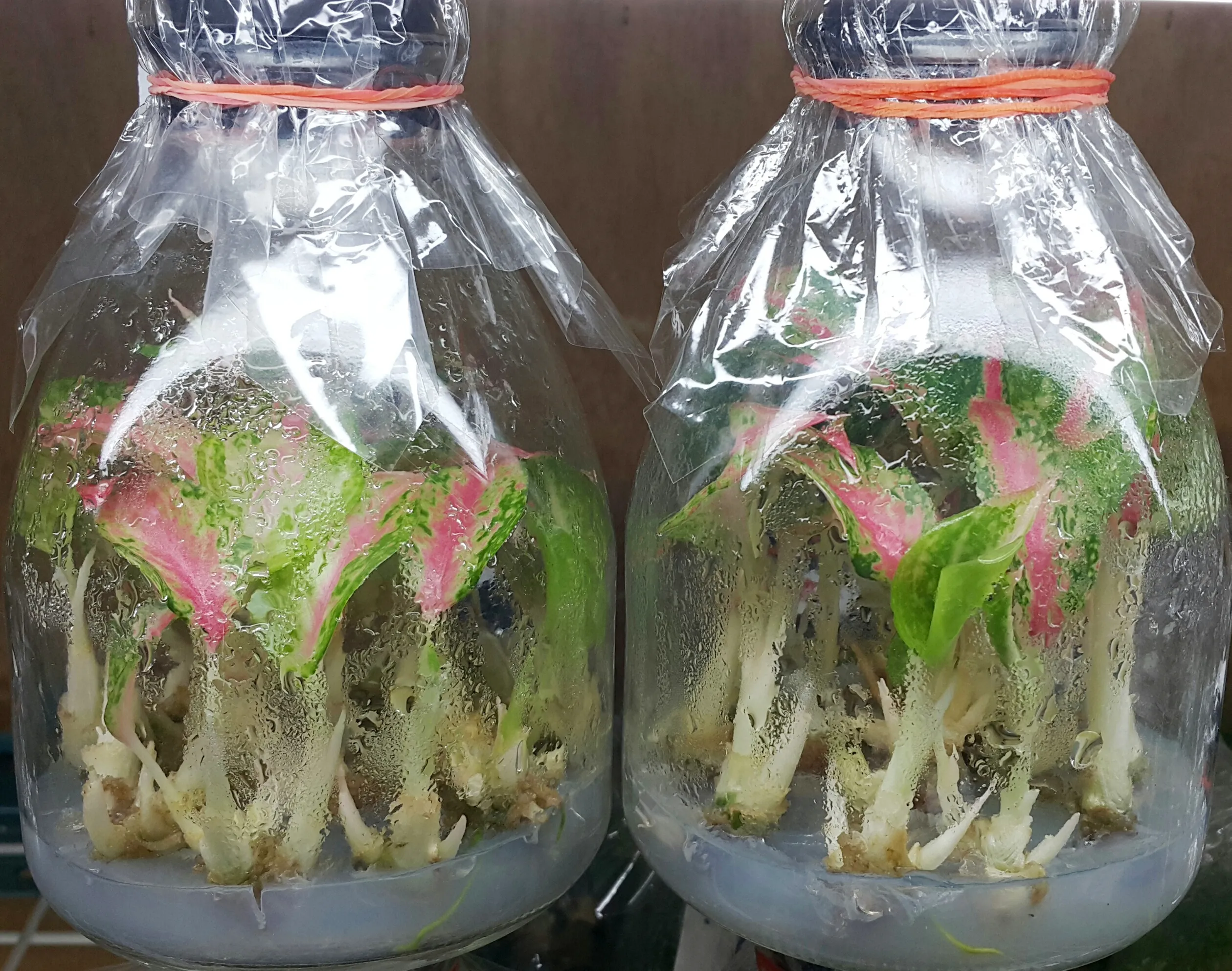 Aglaonema Profar Kaleidoscope