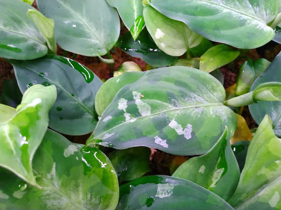 Aglaonema Pictum 'Tricolor'