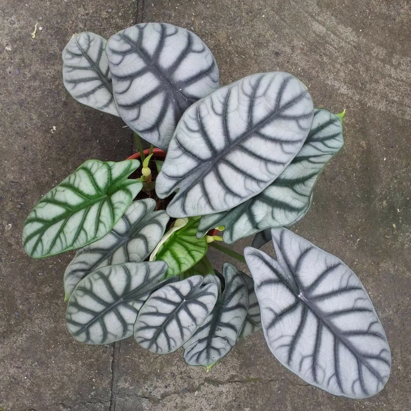 Alocasia baginda kurniawan & P.C. Boyce