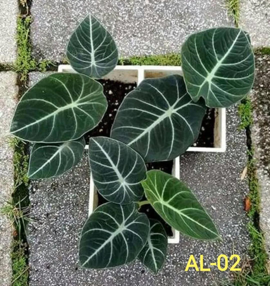 Alocasia reginula 'Black Velvet’
