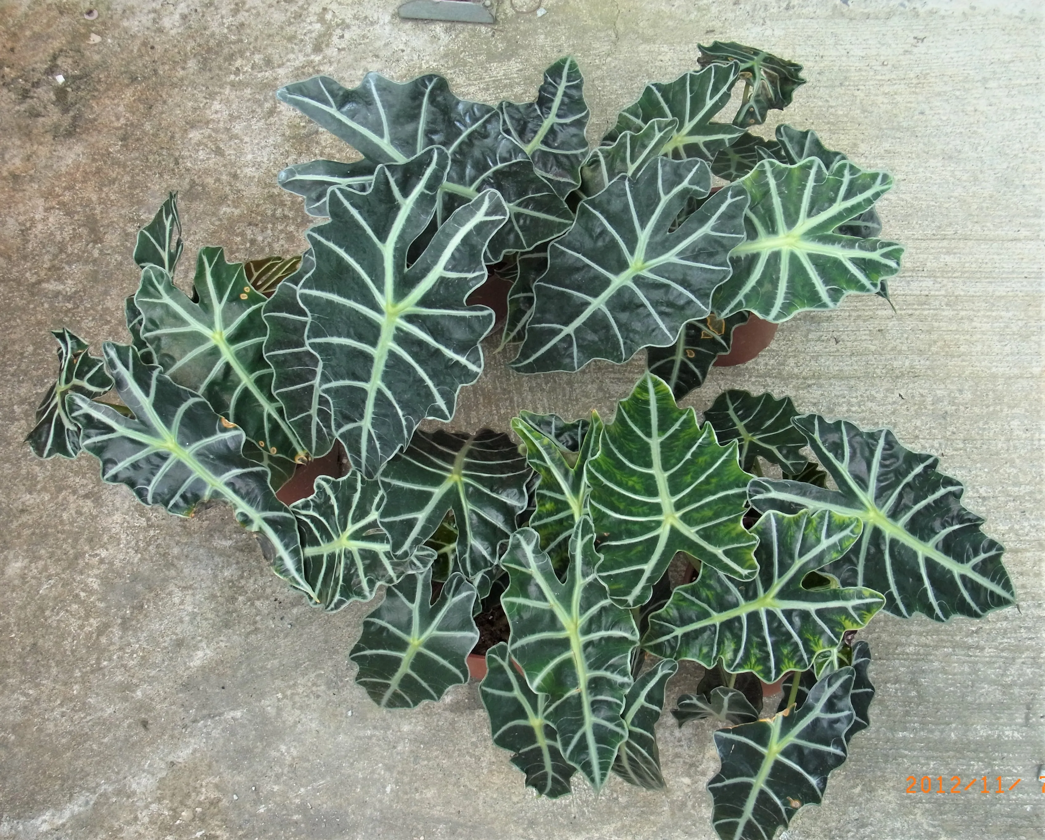 Alocasia  amazonica ‘Polly’ 