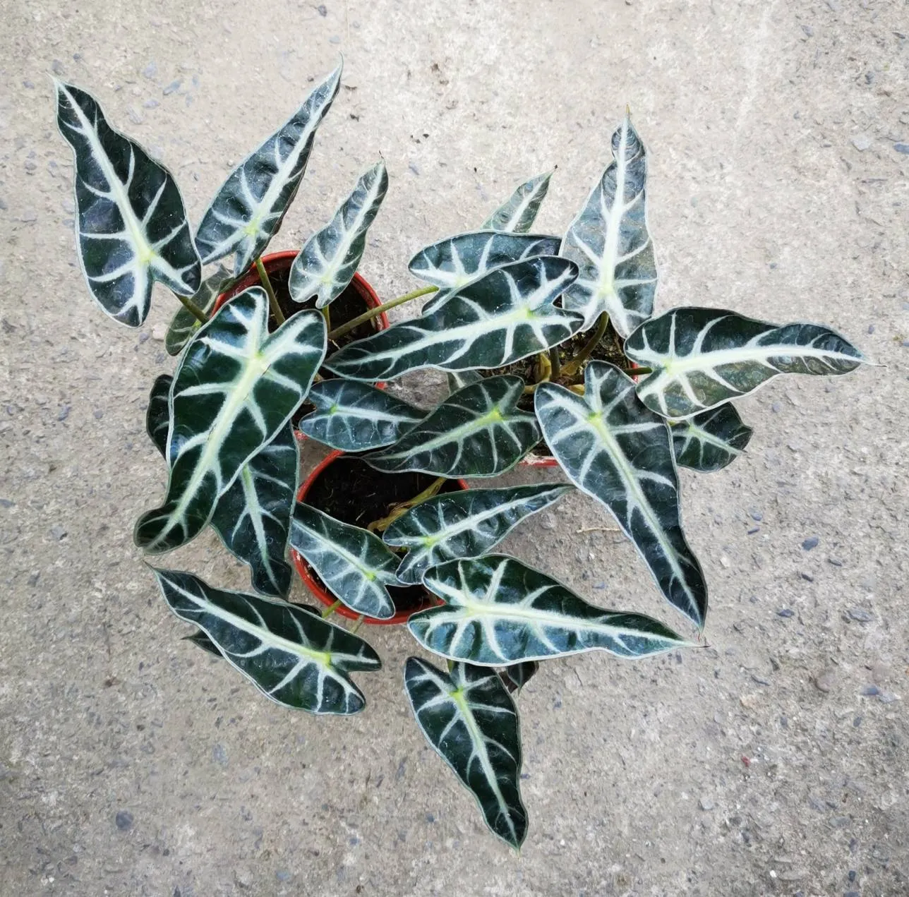 Alocasia longiloba miq.
