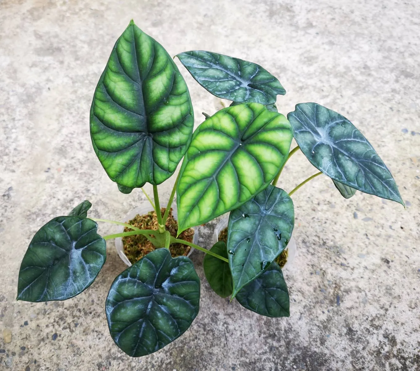 Alocasia dragon Scale