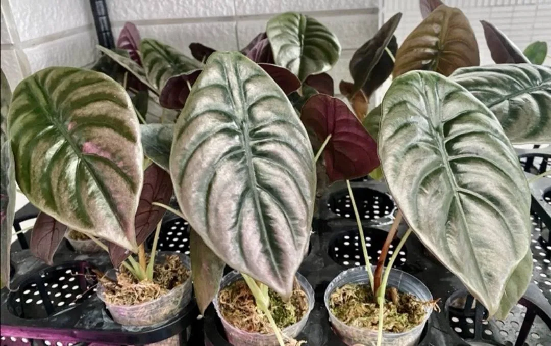 Alocasia cuprea Koch