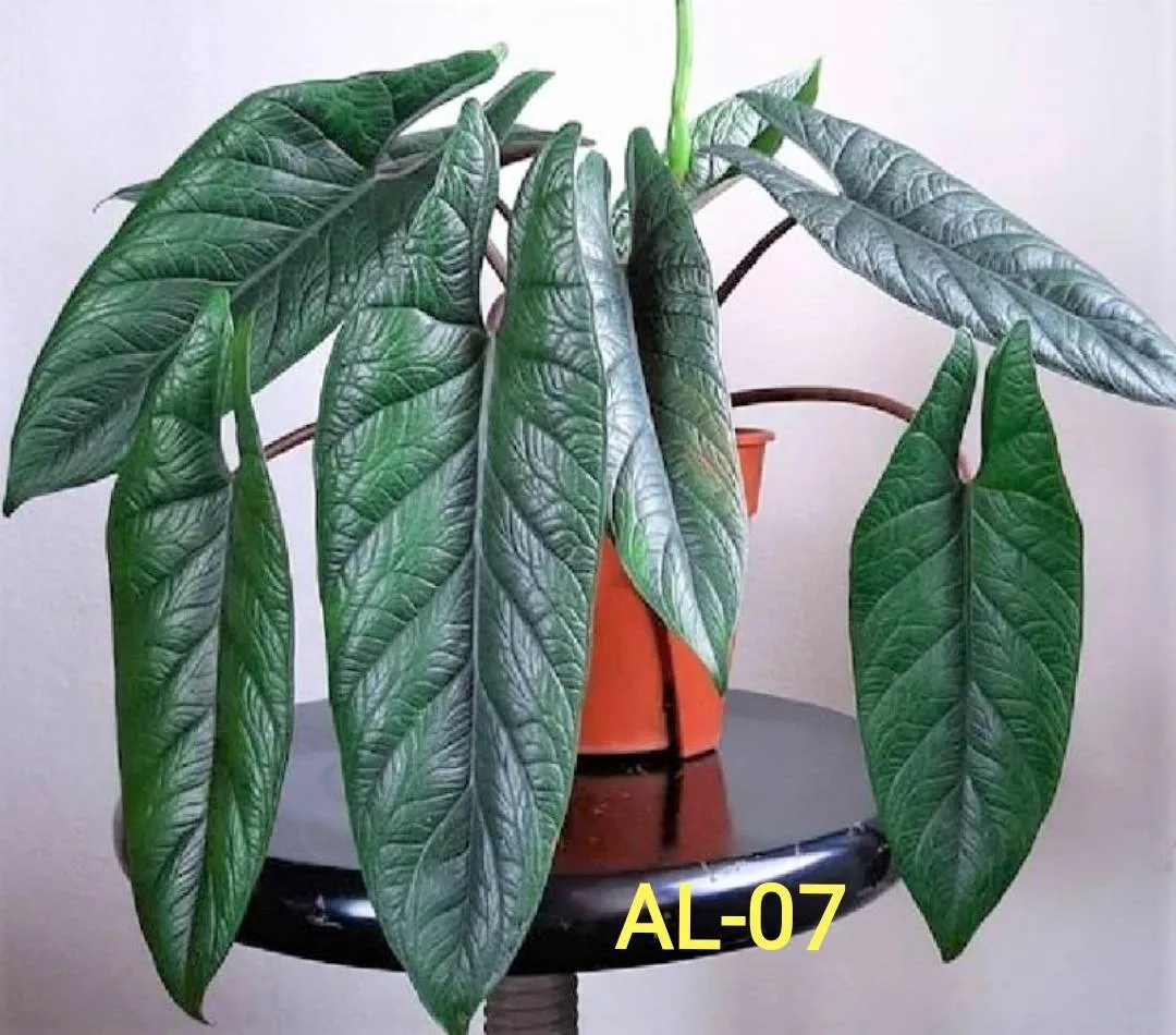 Alocasia scalprum A. Hay