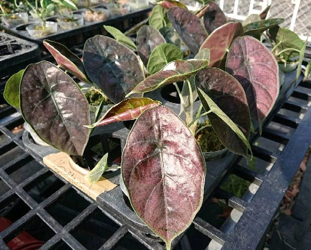 Alocasia azlanii
