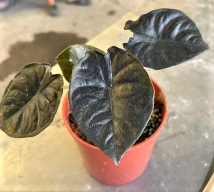 Alocasia infernalis P.C.Boyce