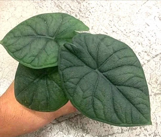 Alocasia hami melo