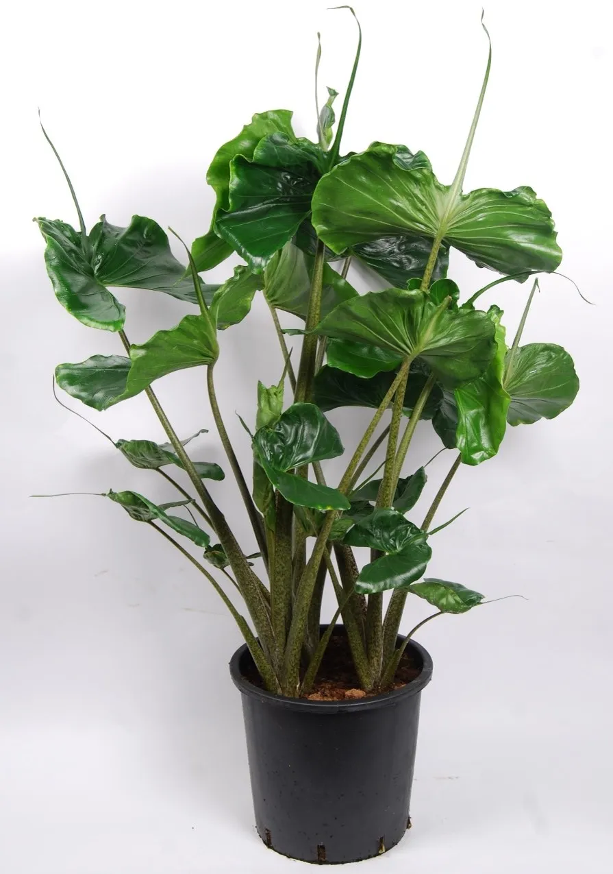 Alocasia macrorrhiza stingray