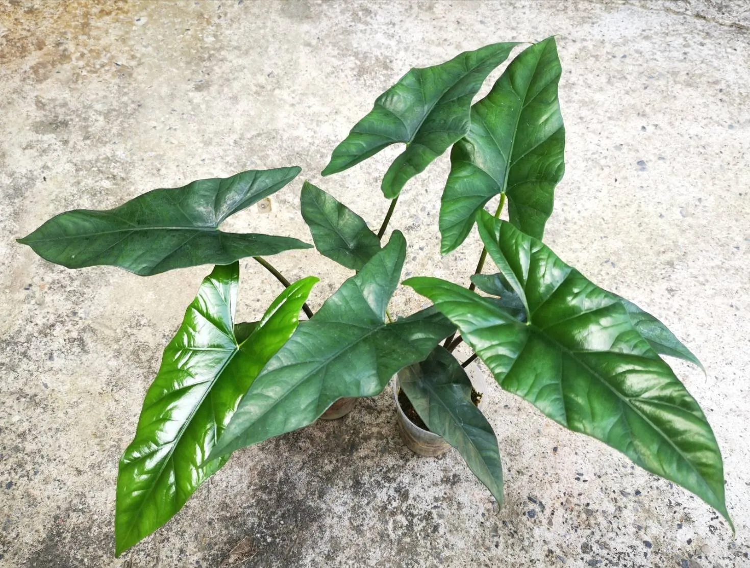 Alocasia Hoofprint
