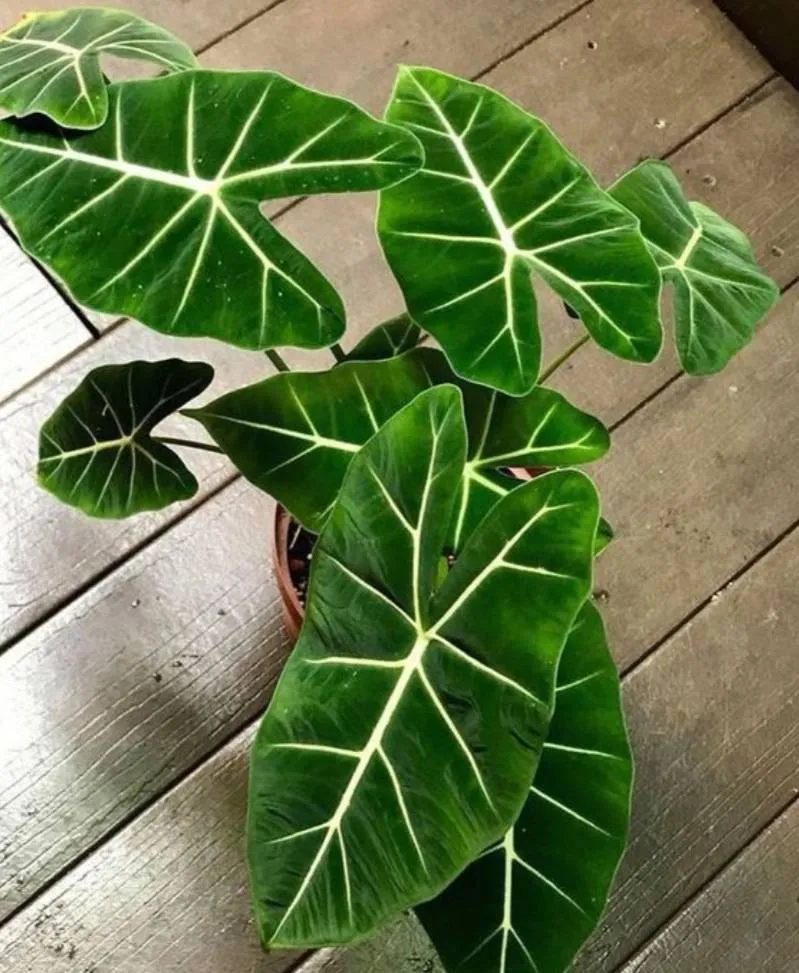 Alocasia micholitziana