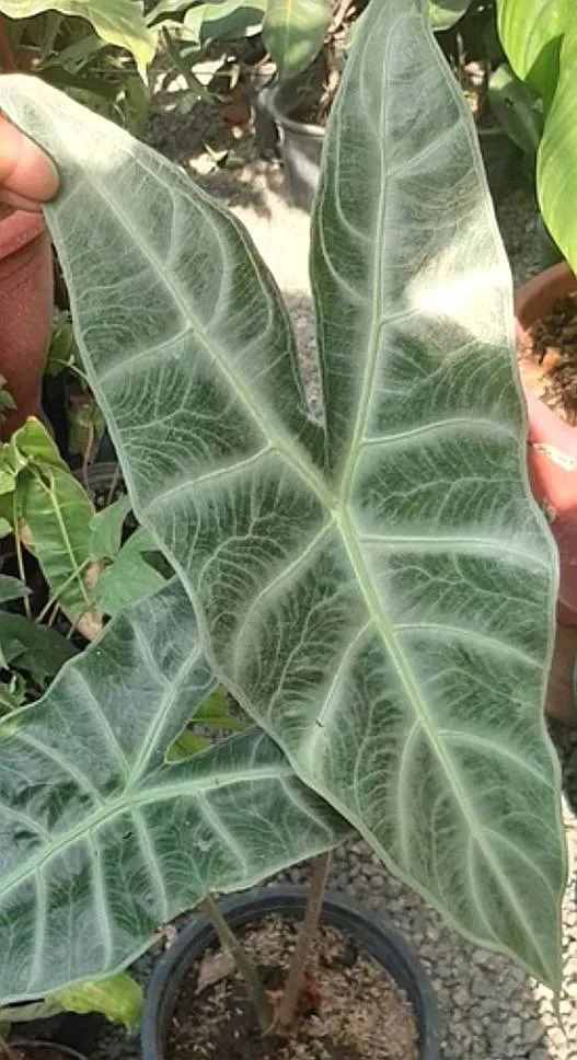 Alocasia Ivory Coast